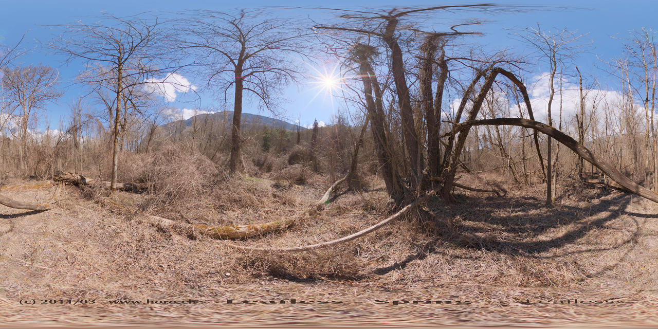 Leafless