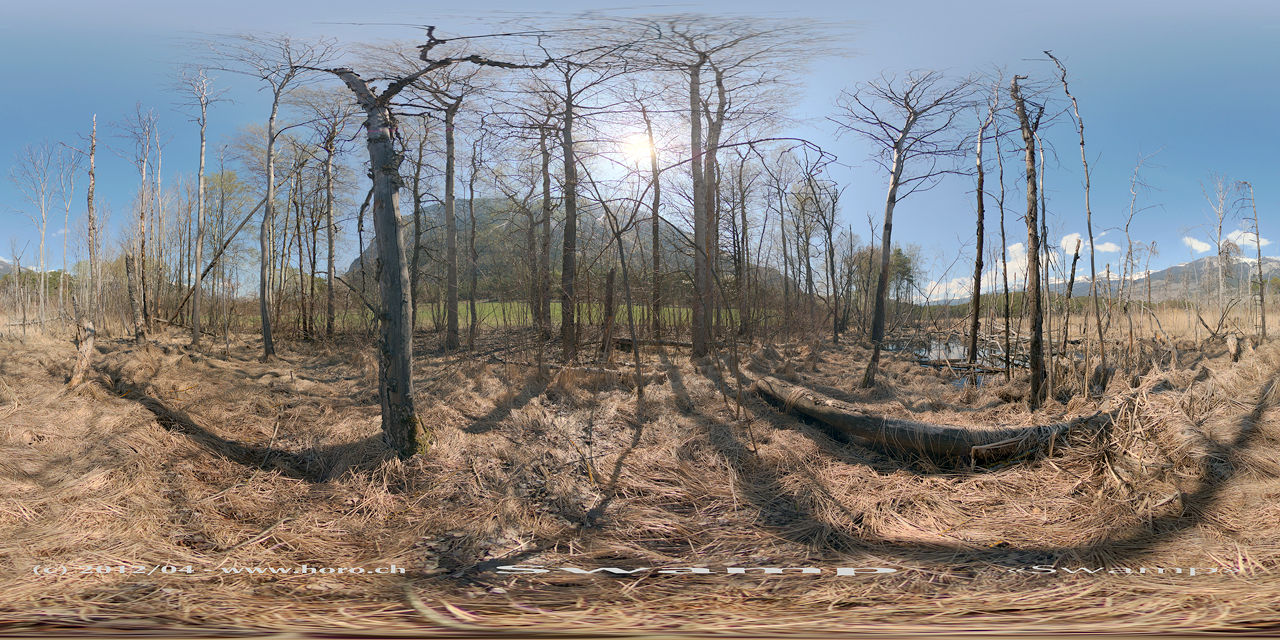 Swamp