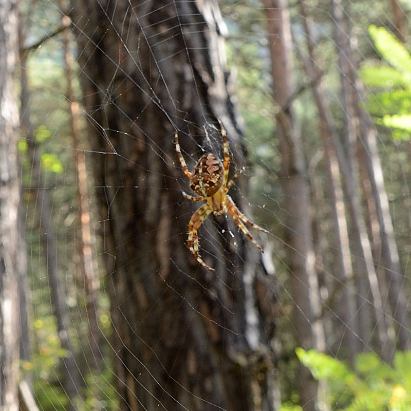 Spider