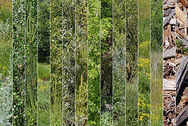 Vegetation