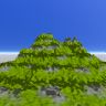 Vineyard